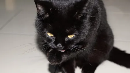 Top superstitii de An Nou. Ce să faci şi ce să nu faci de Revelion 2025 ca să îţi meargă bine la anul