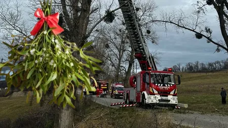 Un bărbat a rămas blocat într-un plop în care se urcase să culeagă vâsc
