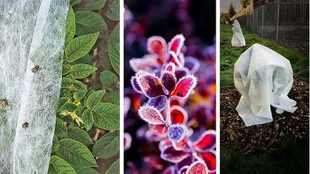 Cum readuci la viață plantele înghețate. 5 metode folosite de grădinarii profesioniști