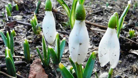 Prognoza meteo 22 ianuarie. Temperaturi de primăvară după zilele geroase