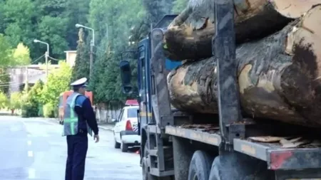 Se confiscă maşinile care transportă ilegal lemn. Noul Cod Silvic, publicat în Monitorul Oficial, conţine prevederi drastice
