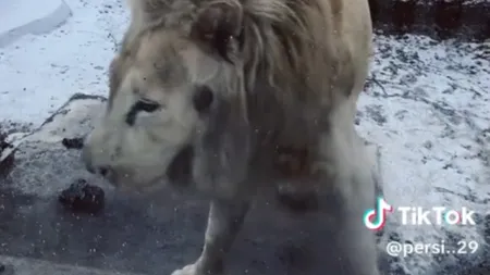 VIDEO Zoo Brașov, după viralizarea unor imagini cu un leu alb ”în stare de psihoză”: Animalul nu dă semne de suferinţă, beneficiază de toate tratamentele de care are nevoie, primeşte mâncare, nu îi lipseşte nimic