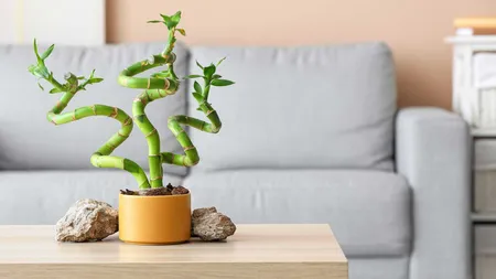 Planta pe care e bine să o ai în casă în 2025 pentru noroc. Specialiştii Feng Shui spun că are o energie vitală care atrage norocul