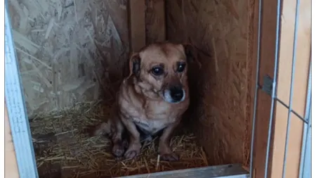 El este Marinel, cățelul care a fost adus înapoi la adăpostul de animale după cinci ani. Fugărea găini, iar familia sa a vrut să scape de el