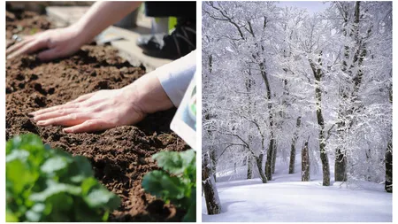 Ce flori și legume se plantează în ianuarie. Secretul grădinarilor pentru o recoltă bogată