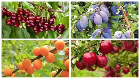 Trucul care îți asigură cei mai frumoși pomi fructiferi. Ce greșeli să nu faci până la primăvară