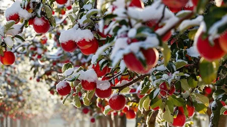 Șmecheria grădinarilor de top pentru cei mai roditori pomi fructiferi. Cum îi păcălești să facă recolte bogate