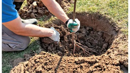 Pomii fructiferi pe care nu e bine să-i ai în grădină. Poți avea mari probleme din cauza lor