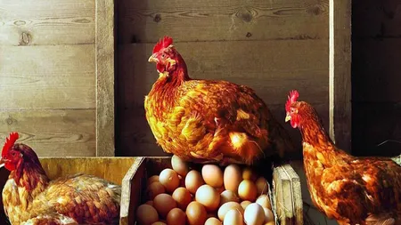 Cum să ai parte de o omletă proaspătă la micul dejun şi iarna. Trucuri pentru ca găinile să dea multe ouă şi când e frig afară