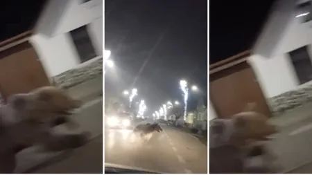 VIDEO Un urs hălăduieşte nestingherit pe străzile unui oraş din România. Cum explică specialiştii faptul că, în plină iarnă, animalul nu se află în hibernare