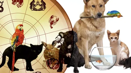 Animalul de companie potrivit pentru fiecare zodie: Descoperă partenerul ideal pentru tine