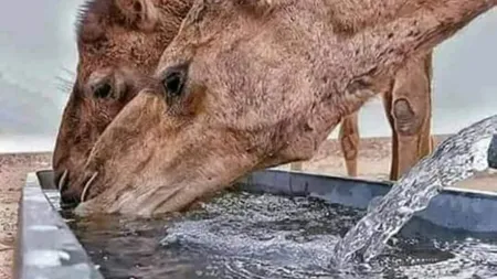 Animalul care bea apă sărată, mănâncă spini și are câte două pleoape pe fiecare ochi. Știi care e?