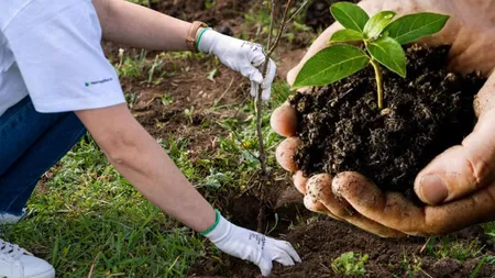 Află care sunt pomii care aduc prosperitate. Plantează unul în martie ca să îți aducă noroc și energie pozitivă pe viitor