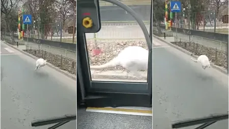 VIDEO Apariție inedită în Capitală: un cangur alb străbate străzile din Rahova spre deliciul trecătorilor. Cui aparține mamiferul
