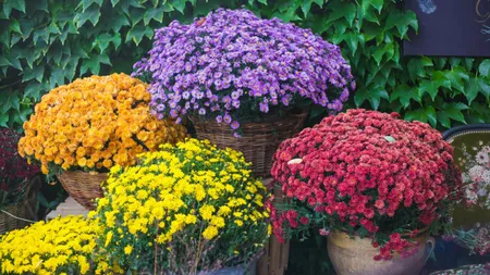 Noi reguli pentru cei care locuiesc la curte. Are legătură cu florile și ghivecele pe care le pui în fața casei