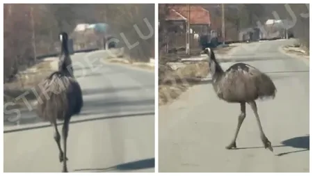 VIDEO Păsări exotice în mijlocul drumului, în Cluj. Un internaut a fost șocat când a văzut două păsări Emu nestingherite