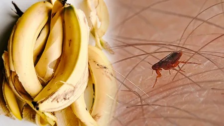 Trucul cu coji de banane care te scapă de purici. Puțini știu cum să scape de săltăreții nedoriți