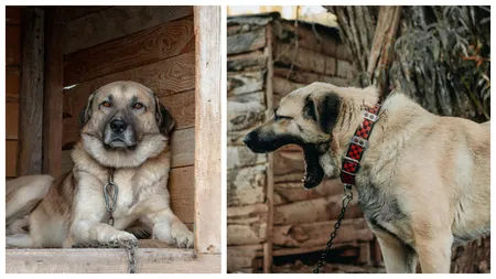 Locuiești la casă și ai câine în curte? Ești amendat cu 500 de lei dacă nu respecți ce spune legea!