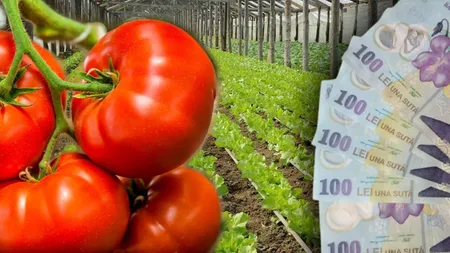 Programul Tomata 2025. Noi reguli pentru subvenția de 1.500 de euro/1.000 mp de solar sau seră