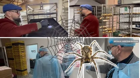 Piedone a găsit păianjeni într-un local: 