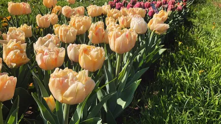 Trucul florarilor pentru lalele superbe primăvara