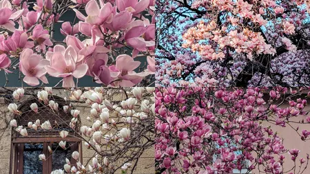 Cum se îngrijește magnolia pentru a te bucura de flori superbe primăvara