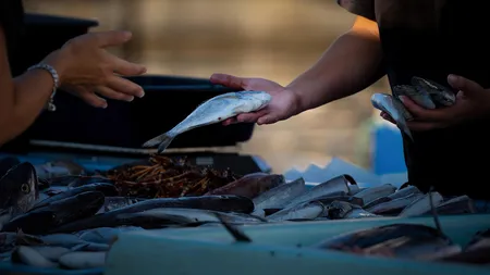 Care este cel mai sănătos pește din lume. Nu este somon și nici merluciu și conține mai mulți nutrienți decât legumele