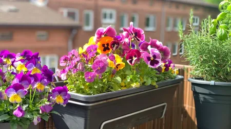 Florile care schimbă total aspectul casei. Trebuie să le plantezi primăvara pentru a te bucura de parfumul și frumusețea lor