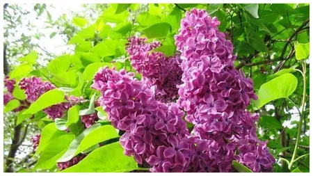 Cea mai bună perioadă în care să plantați liliacul, pentru ca grădina să miroasă parfumat tot sezonul cald