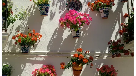 Când poți să scoți afară mușcatele. Cum să le îngrijești ca să te bucuri de flori frumoase toată vara