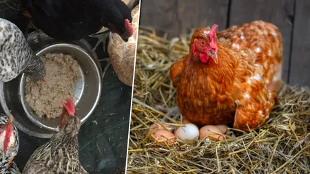 Ingredientul-minune pe care trebuie să-l pui în mâncarea găinilor ca să facă mai multe ouă. Producția de ouă poate crește cu până la 15%
