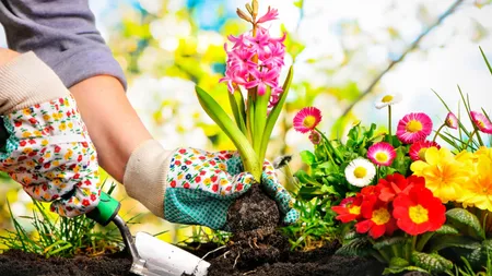 Florile cu bulbi care trebuie plantate în luna martie. Pregătește-te pentru o grădină plină de culoare la vară