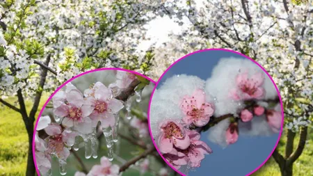 Cum protejezi pomii fructiferi de ger în zilele cu temperaturi scăzute