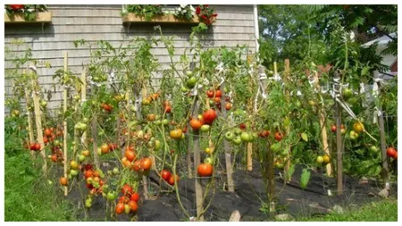 Ce legume pot fi cultivate în grădină, în aprilie, pentru o recoltă bogată