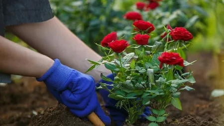 Aceste plante NU ar trebui să crească niciodată lângă trandafiri! Iată de ce