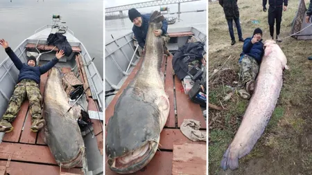 RECORD Somn uriaş, de aproape 3 metri şi 137 de kilograme prins pe Dunăre. Este visul oricărui pescar VIDEO