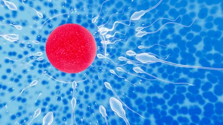 Infertilitatea, o provocare comună în cuplu - Cum ajută fertilizarea in vitro?