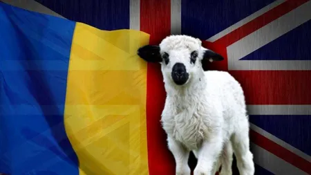 Mielul de Paște, mai ieftin în Anglia decât în România. Cât costă în supermarketurile din țara noastră