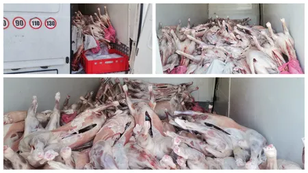 Carne de miel, fără acte și transportată în condiții insalubre, pentru bucureșteni