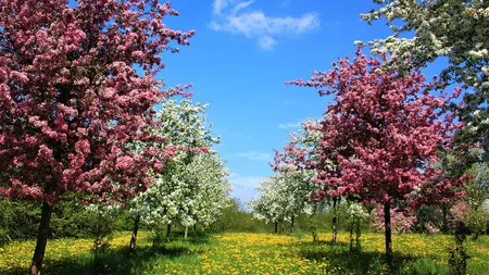 Ce temperaturi pun în pericol pomii fructiferi primăvara. Măsurile pe care le poți lua ca să previi daunele