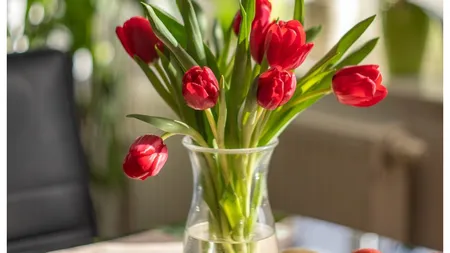 Cum să îngrijești lalelele ca să-ți reziste în vază două săptămâni. Cele mai tari trucuri ale florarilor
