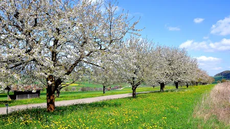 Toți românii ar trebui să știe asta. Ce se întâmplă cu prunii din grădina ta și ce e bine să faci urgent