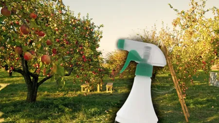 Ce trebuie să presari la rădăcina merilor la început de aprilie dacă vrei să ai parte de o recoltă bogată