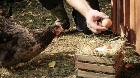 Evitaţi ouăle provenite de la găinile crescute în curte! Avertisment din partea Institutului Naţional pentru Sănătate Publică