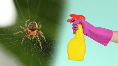 Cum scapi de pânza de păianjen din casă. Soluția naturală care elimină musafirii nepoftiți din locuință