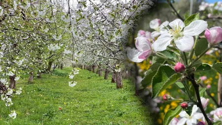 Ce trebuie să faci neapărat dacă ai peri, meri sau pruni în livadă. Tratamentul obligatoriu care trebuie aplicat înainte de începutul lunii mai