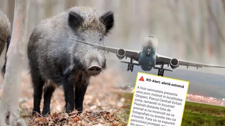 Mesaj RO-ALERT pentru locuitori după ce un porc mistreţ a fost văzut în Otopeni: „Evitați zona, rămâneți în locuințe!”. UPDATE: Porcul mistreţ era, de fapt, unul domestic!