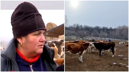 Afacerea cu care o româncă a dat lovitura. A riscat totul pe o rasă specială de animale