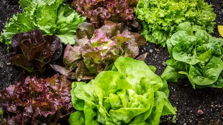 Cum trebuie să păstrezi salata verde ca să rămână proaspătă mai mult timp. Cele mai tari trucuri