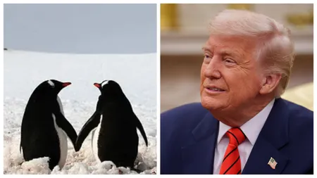 Donald Trump declară război comercial pinguinilor. Președintele american a impus o taxă de 10% unor insule pe care locuiesc numai pinguini: „Nicăieri pe Pământ nu mai este sigur”